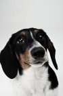 Primer plano tiro de dachshund perro cabeza - foto de stock