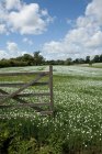 Wooden fence in field of flowers — Stock Photo