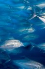 Fischschwärme unter Wasser bewegen — Stockfoto