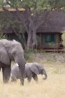 Два слони, що ходять біля будівлі в ботсвані — стокове фото
