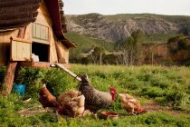 Hühner und Hühnerstall im Hof — Stockfoto