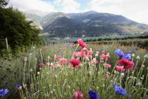 Field of flowers in landscape — Stock Photo
