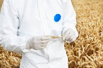 Cientista que examina grãos — Fotografia de Stock