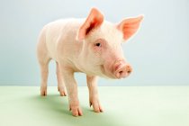 Pink cute piglet on green floor — Stock Photo