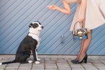 Жінка лоскотає собаку на міській вулиці — стокове фото
