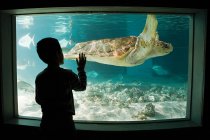 Niño viendo tortuga marina en acuario - foto de stock