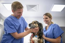 Ветеринари розглядають собаку на столі в ветеринарній хірургії — стокове фото