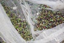 Vista de cerca de las aceitunas maduras en red durante la cosecha - foto de stock
