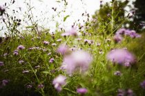 Meadow field of pink flowers — Stock Photo