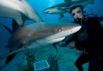 Mergulhador perto de tubarão-recife caribenho — Fotografia de Stock