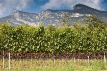 Виноградники в сільському винограднику — стокове фото