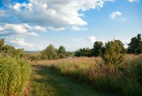 Rural scene of summer meadow — Stock Photo