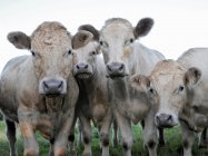Корови стоять разом у пасовищі, дивлячись на камеру — стокове фото