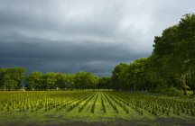 Vivero de árboles con tormenta eléctrica - foto de stock