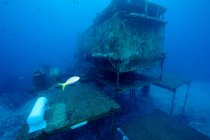 Mundo submarino, parte del barco hundido - foto de stock