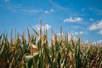 Кукурудзяне поле під блакитним небом — стокове фото