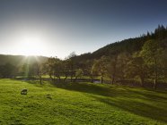 Paisagem verde exuberante com ovelhas pastando à luz do sol — Fotografia de Stock