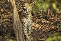 Leopardo en el Parque Nacional Satpura - foto de stock