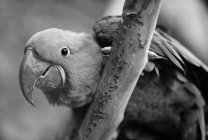 Visão de close-up de papagaio em galho de árvore — Fotografia de Stock