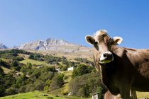 Cow in sunlight with green hills and blue sky — Stock Photo