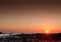 Möwen fliegen über Strand — Stockfoto