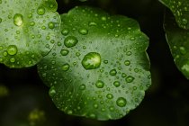 Gouttelettes d'eau sur les feuilles — Photo de stock