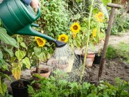 Abgeschnittenes Bild einer Frau, die Pflanzen im Hinterhof mit der Gießkanne gießt — Stockfoto