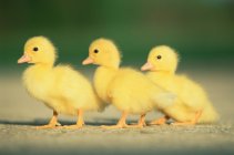 Three little ducklings — Stock Photo