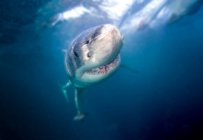 Grande tubarão branco irritado nadando debaixo de água — Fotografia de Stock