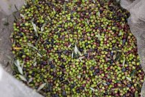 Вид зверху на стиглі свіжі оливки, що збираються в сітці — стокове фото