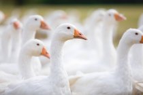 Белые гуси на лугу — стоковое фото
