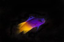 Unterwasser-Seitenansicht der königlichen Grammfische vor dunklem Hintergrund, Cancun, Mexiko — Stockfoto