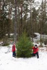 Padre e hijo recogiendo el árbol de Navidad - foto de stock