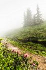 Niebla rodando sobre el camino de tierra rural con arbusto en flor en primer plano - foto de stock