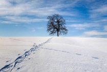 Walking track through winter landscape — Stock Photo