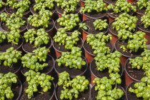 Reihen von Ocimum basilicum - Sämlinge aus süßen Basilikum-Kräutern, die im Frühjahr in terrakottafarbenen Plastikgefäßen in einem kommerziellen Gewächshaus angebaut werden, Quebec, Kanada — Stockfoto