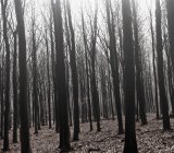 Arbres nus poussant dans la forêt — Photo de stock