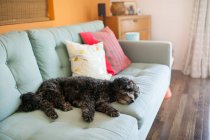 Собака спит на диване — стоковое фото
