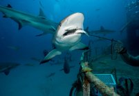 Buceo de alimentación de tiburones, vista submarina - foto de stock