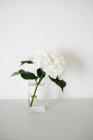 White hydrangea flower in glass vase — Stock Photo