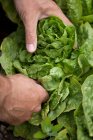 Mann pflückt Salatkopf, Nahaufnahme Teilsicht — Stockfoto