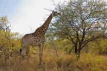 Vista lateral de la hermosa jirafa pastando en el parque nacional salvaje, kruger, mpumalanga, África - foto de stock
