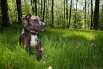Собака сидит в траве — стоковое фото