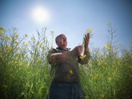 Coltivatore che ispeziona le colture di colza (Brassica napus) in campo — Foto stock