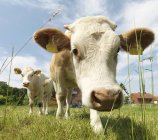 Две коровы на зеленом поле смотрят в камеру — стоковое фото