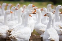 White geese skein on meadow — Stock Photo
