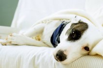 Собака лежить на дивані — стокове фото