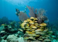Snorkeler fêmea no recife de coral — Fotografia de Stock