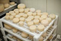 Pedaços de queijo de cabra em rack branco — Fotografia de Stock