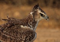 Молодой боевой орёл — стоковое фото